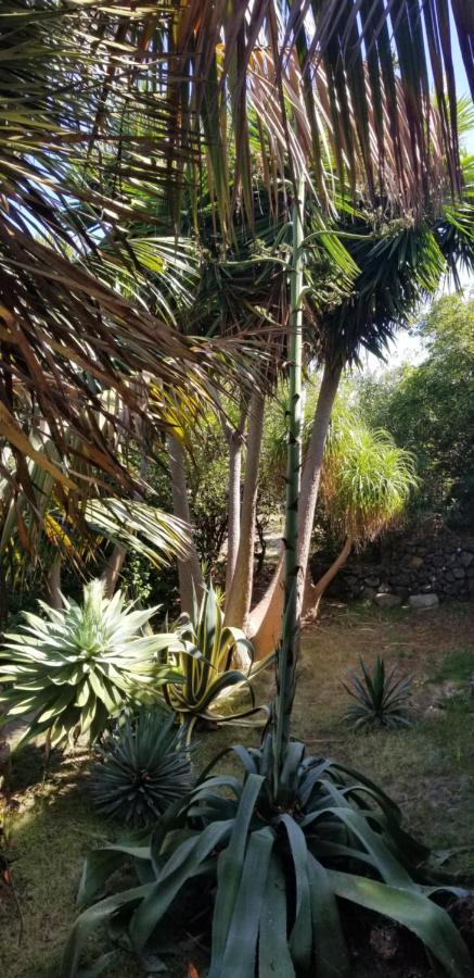 La Casita De La Vega Apartment อิคอดเดลอสวินอส ภายนอก รูปภาพ